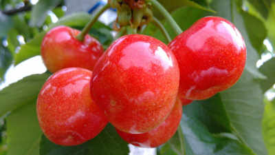 岱红樱桃苗种植基地 威海文登区