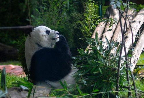 全球唯一不属于我国的大熊猫,如今年迈苍老,让人心疼不已