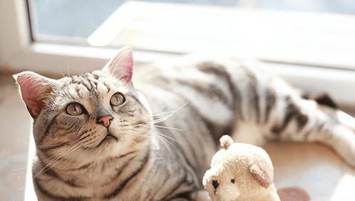 猫咪猫瘟是如何引起的 如何治疗 能吃人药吗