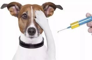 养宠小知识 聊一聊宠物的疫苗