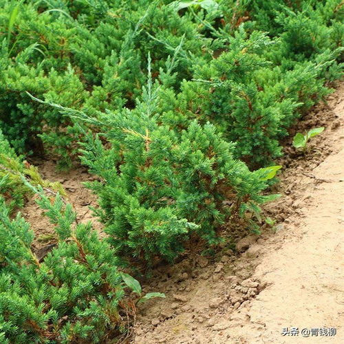 叉子圆柏扦插育苗技术及日常养护管理,威尔士树的种植方法