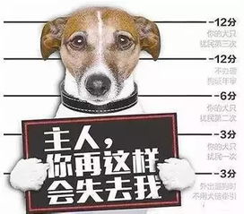 锡市开出首张不文明养犬罚单