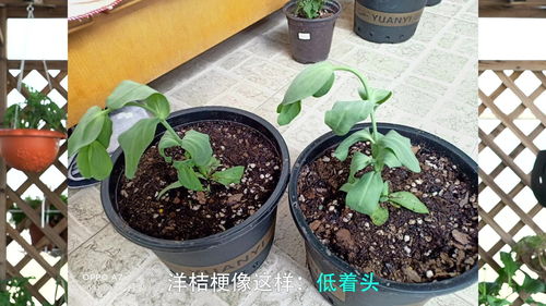 植物大全(植物大全app)