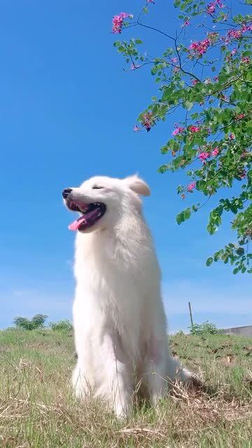 芒果两只腿没毛的地方,是生病的时候,输液被扎了几十针留下的 