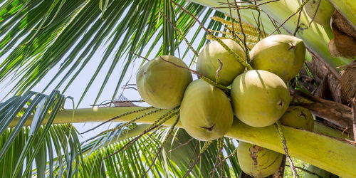 椰子种子怎么种植,椰子苗的种植方法？