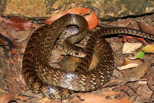 介绍三种蛇 盔头蛇一种毒蛇,滑鼠蛇体长无毒和无毒的灰鼠蛇 