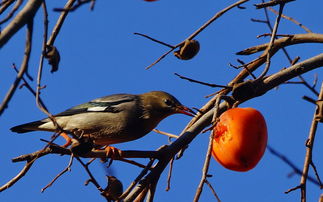 景山小鸟吃红柿子