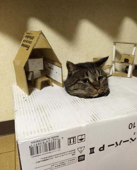 主人动手给爱猫做了个纸盒屋,让猫咪试过之后,笑得直不起腰