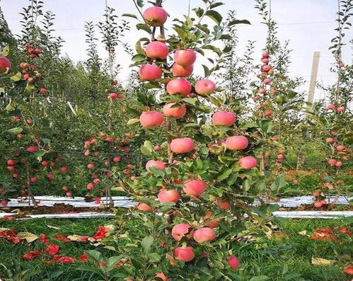 衡阳1公分苹果树苗多少钱