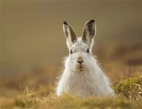 李娟 离春天只有二十公分的雪兔 