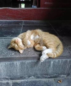 西安碑林博物馆网红猫被驱逐引热议 碑林网红猫为什么被驱逐 3
