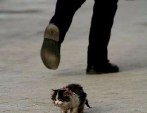 在那些城市角落里,流浪猫正在经历生死挣扎