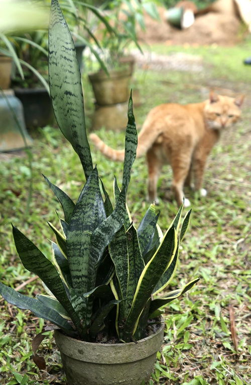 这些植物名字里带 虎 ,你认识几个