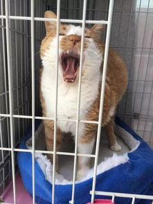 橘猫以为自己被关笼子里,不停地嘶叫着 可门并没有关啊 