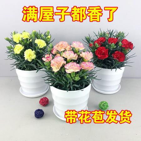 四季开花的植物