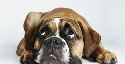 全世界最笨狗狗排行,倒数第一名的狗狗你让你大跌眼镜
