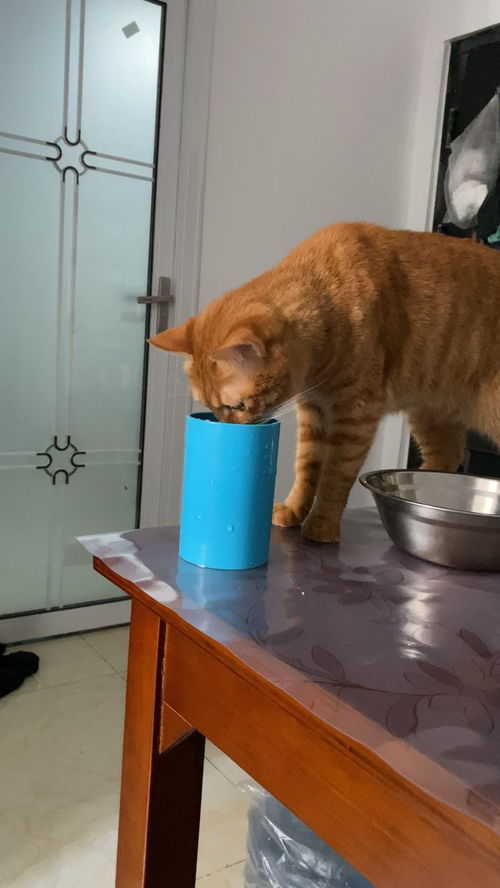 为什么猫喜欢喝主人的水 