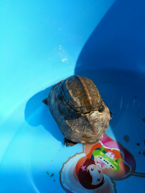 我的小乌龟不会游泳,应该是旱龟吧 它会吃点什么 除了龟粮,有一个大的一个小的,大的有巴掌大,小的有 