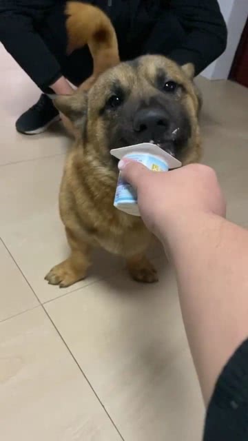 你们家的狗狗喝酸奶也会如此的专注吗 