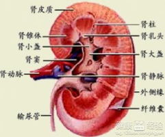 得肾结石的原因