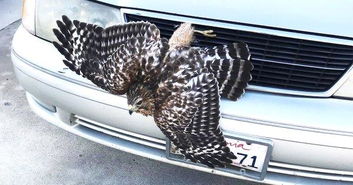 司机开车撞到鹰,高速路遇小动物到底该撞不该撞