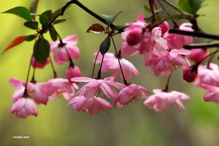 世纪公园海棠依旧,快来一睹海棠花的魅力吧 