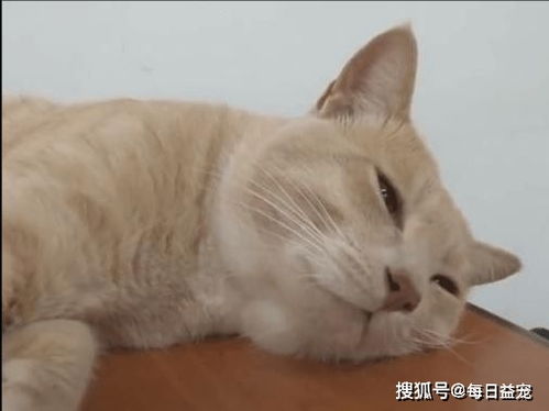 橘猫被学生主人遗弃,依然每天来教室等待,可惜永远也等不到了