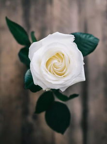 白玫瑰一般送什么人白玫瑰,是花海中的一朵美丽绽放的花朵,其花蕾洁白