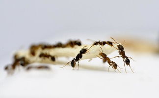 灭蚂蚁的方法 防与灭同时进行才最好 