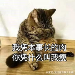 猫 我凭本事长的肉,你凭啥叫我瘦,这不是脂肪,这是爱 养猫 