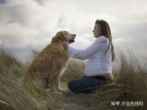 狗狗能知道女主人怀孕吗 怀孕期间养狗狗注意什么