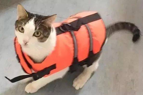 当流浪猫被船员妹纸救下后,船上就有了很多无法解释的现象