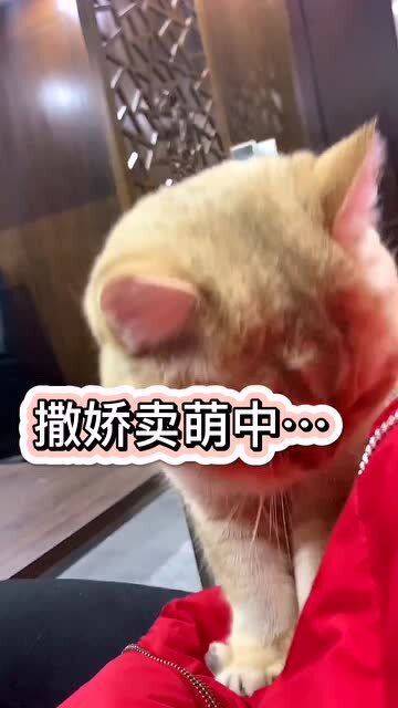 我家的猫真的会把脑袋往你手心钻 怀里钻的那样,要撸它抱它才行 