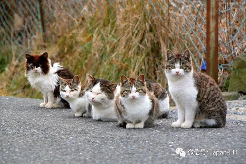 每年到了2月22日,日本猫咪都要被人抬举一番 包括宫城田代岛