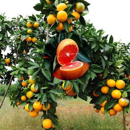 柑橘黄龙病的症状是什么,赣南脐橙黄龙病会不会消失？该如何防治
