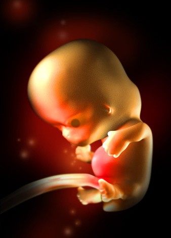 神奇,怀孕1 10周完整详细的胎儿发育过程图 彩色3D图