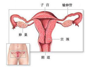 女性生殖器具体构造图解大全