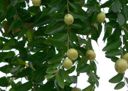 枣树小叶病是什么原因引起的,为什么刚九月二十,枣树叶子就落了