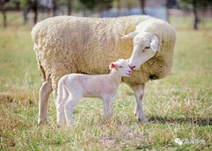 养殖课堂:羊怀孕几个月生小羊羔,母羊多少天下小羊羔