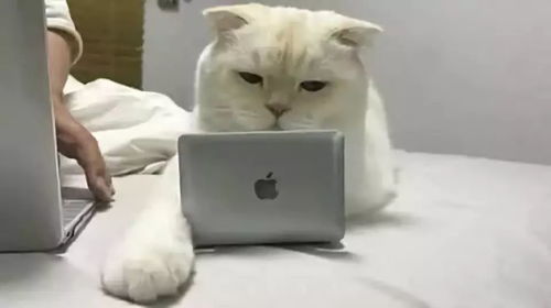 帮猫咪买了一台小电脑,猫咪一脸认真 怎么这么小