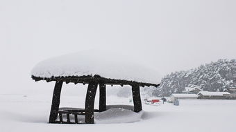 雪落无声，心有千千结，下雪了作文400字四年级