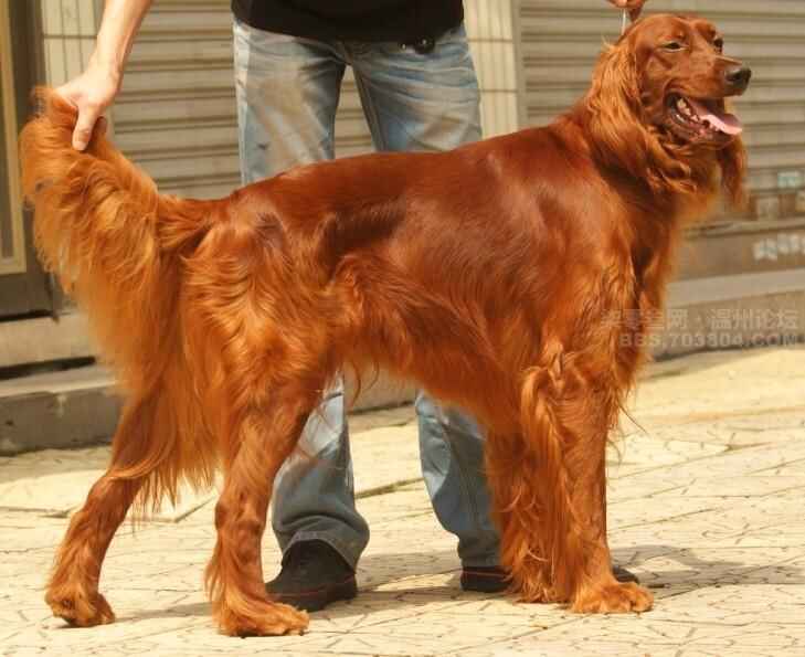 衡阳市人民政府门户网站 哪些犬是禁养犬 衡阳42种禁养犬 画像 来了 