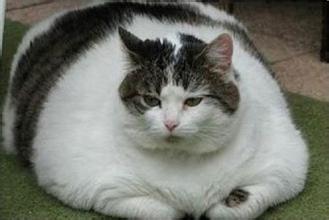 皮堡斯并不是某一品种的猫咪,它是由于基因突变的原因造成的