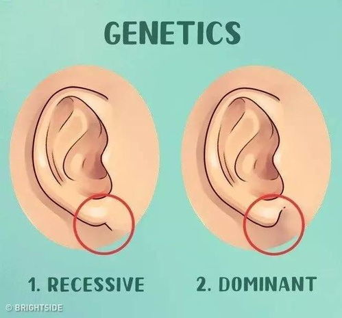 原来关于耳朵,还有这么多不为人知的重要秘密呢