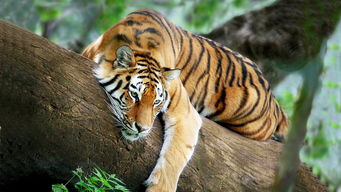 陸地上最厲害十大動物 東北虎上榜，第一是最大的陸地食肉動物