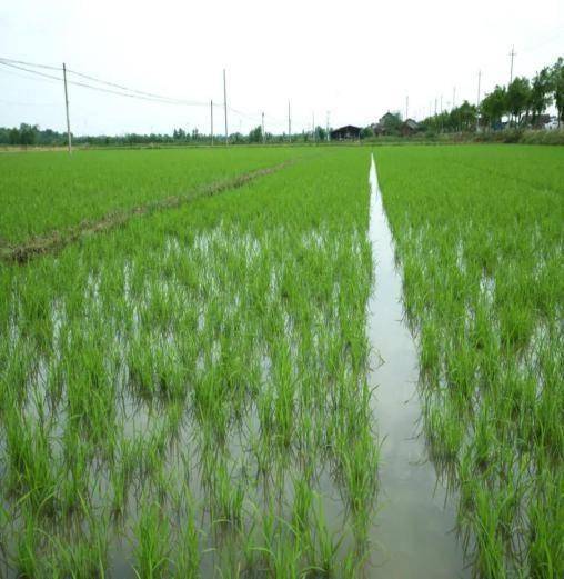 稻田满眼绿 常德市柳叶湖稳保水稻种植