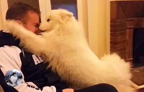 大白狗要求主人拥抱,没想到却被拒绝,被它表情逗笑了