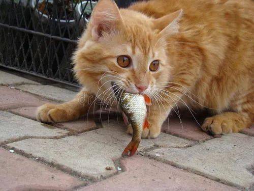 你可能不相信,不是所有的猫都爱吃鱼