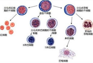 什么是造血干细胞移植