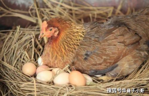 农村养的母鸡为啥总抱窝 老农 3种实用方法可以让它醒抱,长知识了